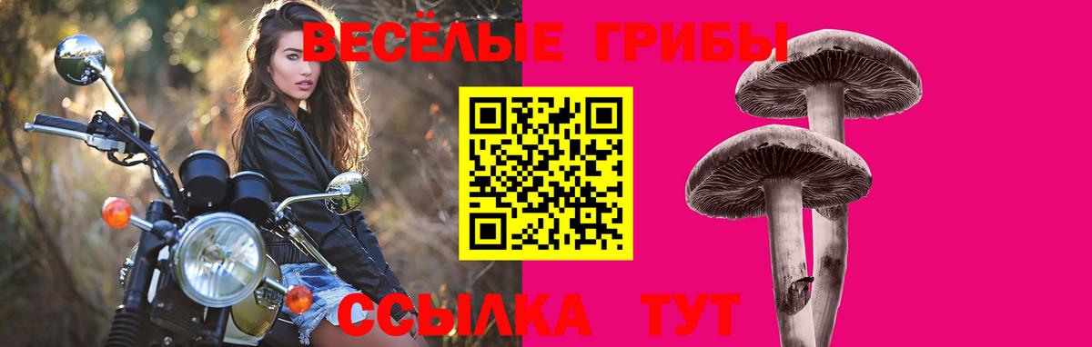 Псилоцибиновые грибы Psilocybe Ивантеевка